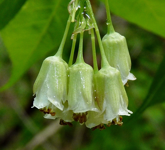 {Staphylea trifolia}